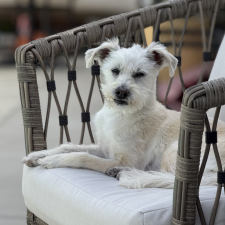 Pumpkin The Dog